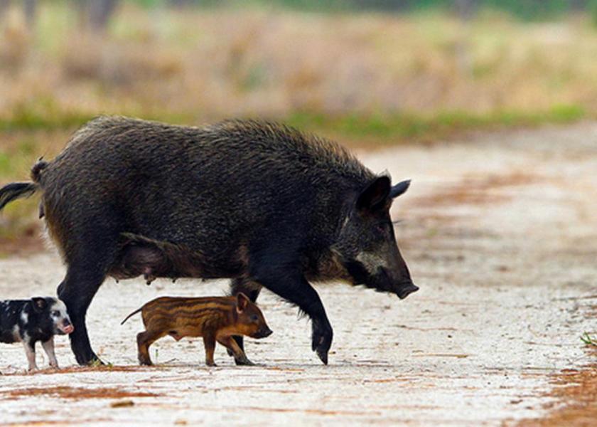 Causing $2.5 billion in damage each year among other risks and concerns, the feral hog population in the U.S. remains at the forefront of USDA’s Animal and Plant Health Inspection Service.