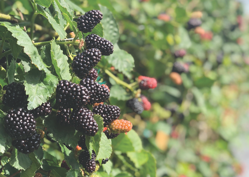 The Packer’s Fresh Trends 2023 survey found that 1 in 4 consumers (25%) said they purchased blackberries in the past year.