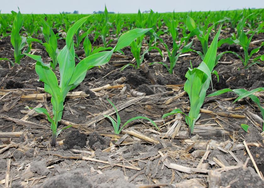 corn field