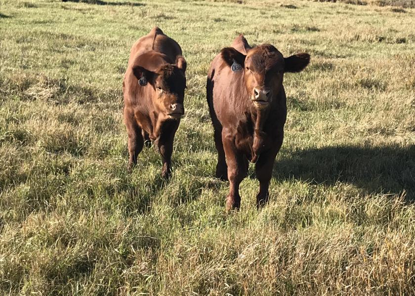 Early weaning can help reduce stress on native pastures.