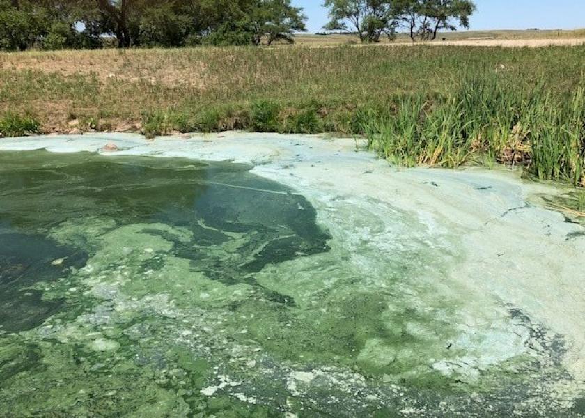 Cyanobacteria, also known as blue-green algae.