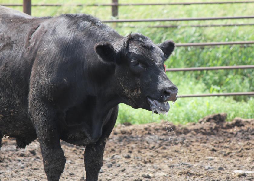 Compared to other animals, cattle can’t dissipate their heat load very effectively. Cattle do not sweat effectively and rely on respiration to cool themselves.