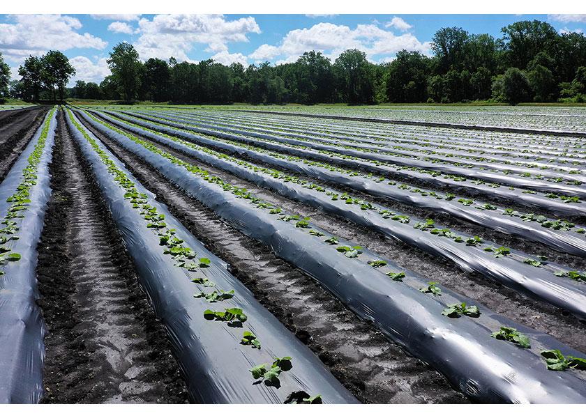 Ohio Vegetable Production Guide A Practical Guide To Sustainability: