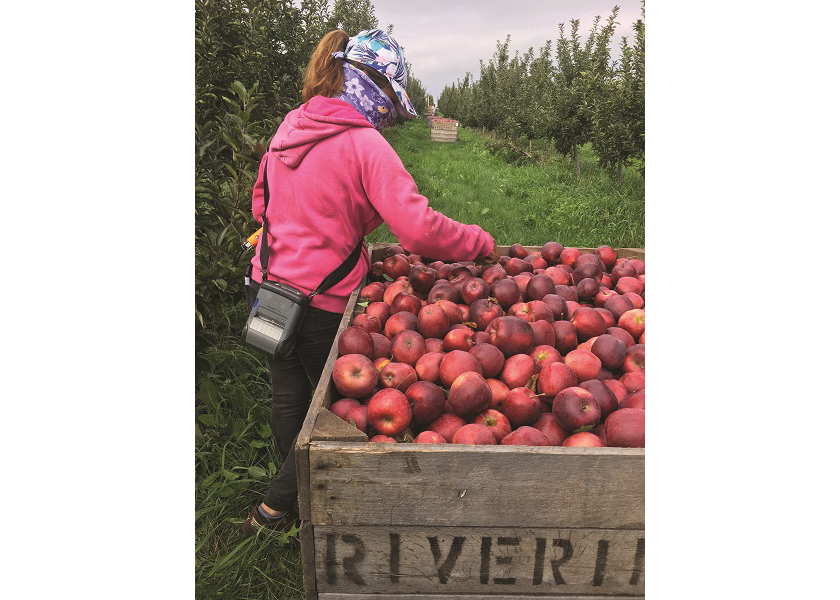Image of previous apple harvest in Michigan