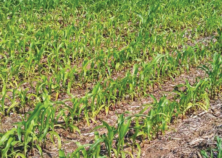 Pale color in new growth at the top of a corn plant, which might appear as yellow striping, is a symptom of sulfur deficiency.