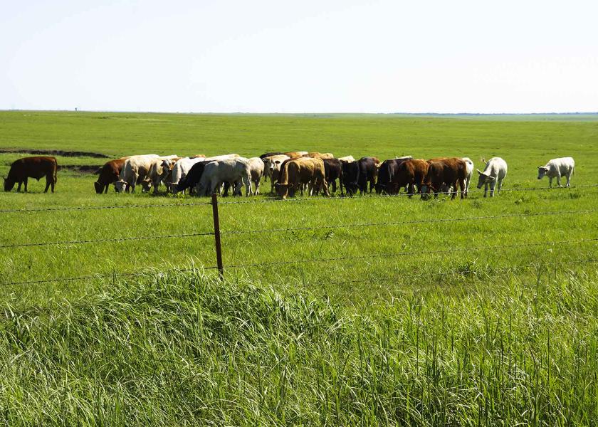 Cattle grazing on the Wilson Ranch.