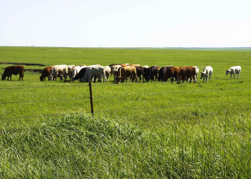 Cattle grazing on the Wilson Ranch.