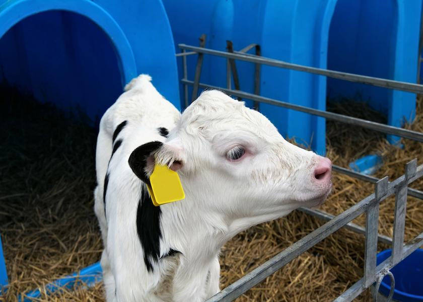 Even healthy calves can suffer dehydration in extremely hot weather. 