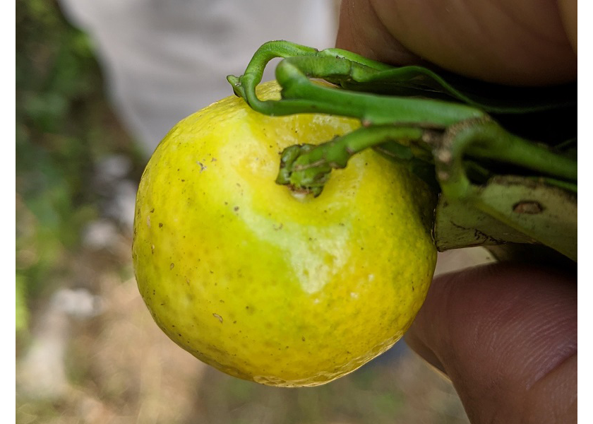 A C. ryukyuensis fruit. 
