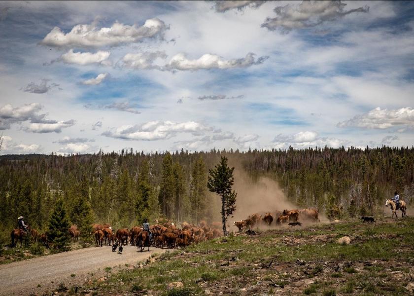 Hereford cattle drive