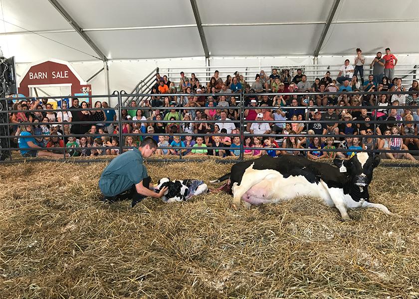 One of the must-see exhibits that the Great New York State Fair offers is the Dairy Cow Birthing Center. 