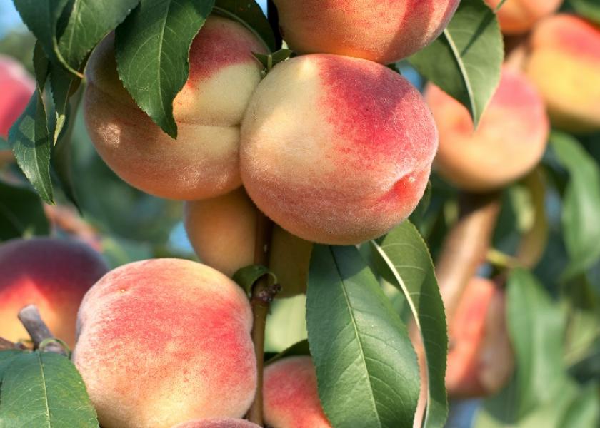 While the Golden State is producing almost two-thirds of peaches grown in the U.S., it’s harvest yields have been steadily declining for two decades, according to a USDA report.