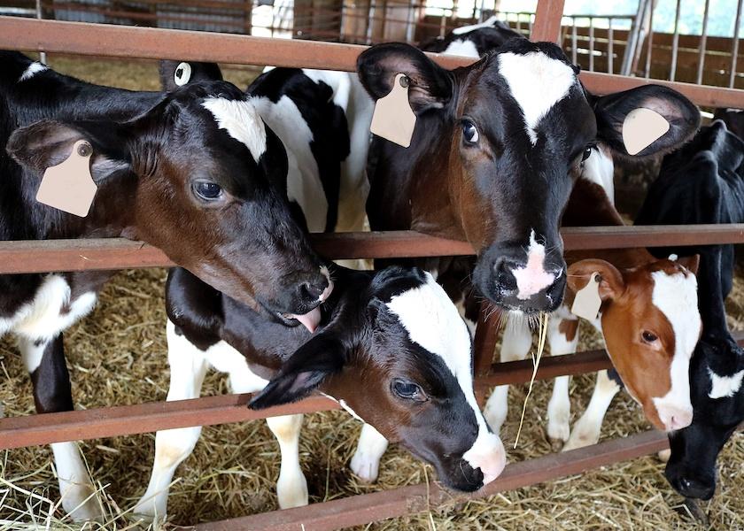 Moving to 100% polled genetics is an air-tight method of dispelling consumer concerns about dehorning pain. But the wheels of genetic progress turn relatively slowly in cattle, and polled animals traditionally have lower net merit, making producers less inclined to adopt them. That picture may be changing with new technology.
