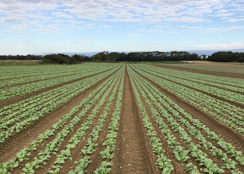 This field of baby bok choy is one of Satur Farms popular products.