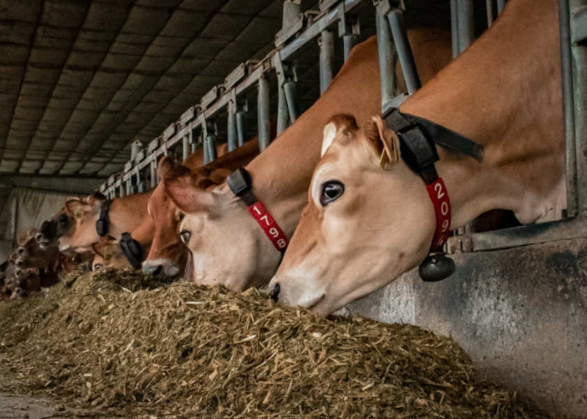 An estimated $2.4 billion is lost annually in livestock production due to the effects of heat stress, including roughly $900 million in the dairy industry.