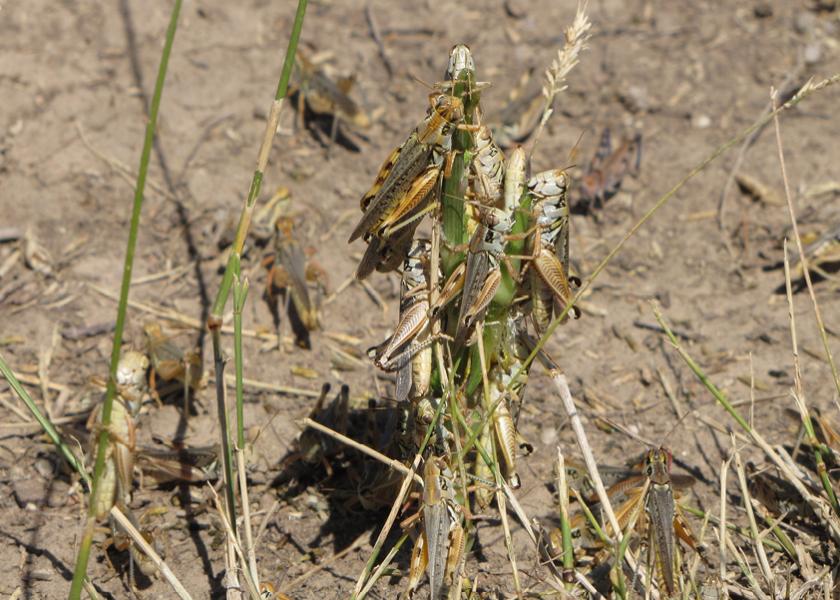 Extreme drought conditions have plagued the West, northern Plains and parts of the Midwest this growing season, which is the ideal environment for the jumping insect.