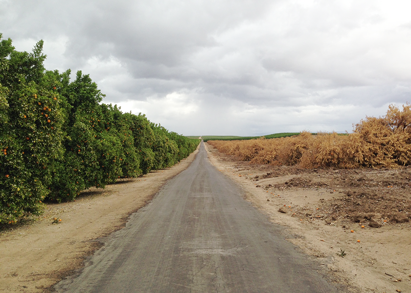 California citrus groves during a drought season a few years ago. The grove on the left had adequate water supplies, while the grove on the right had none.