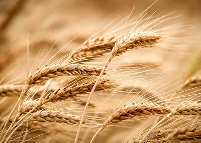 Wheat Wheat: Benefits,