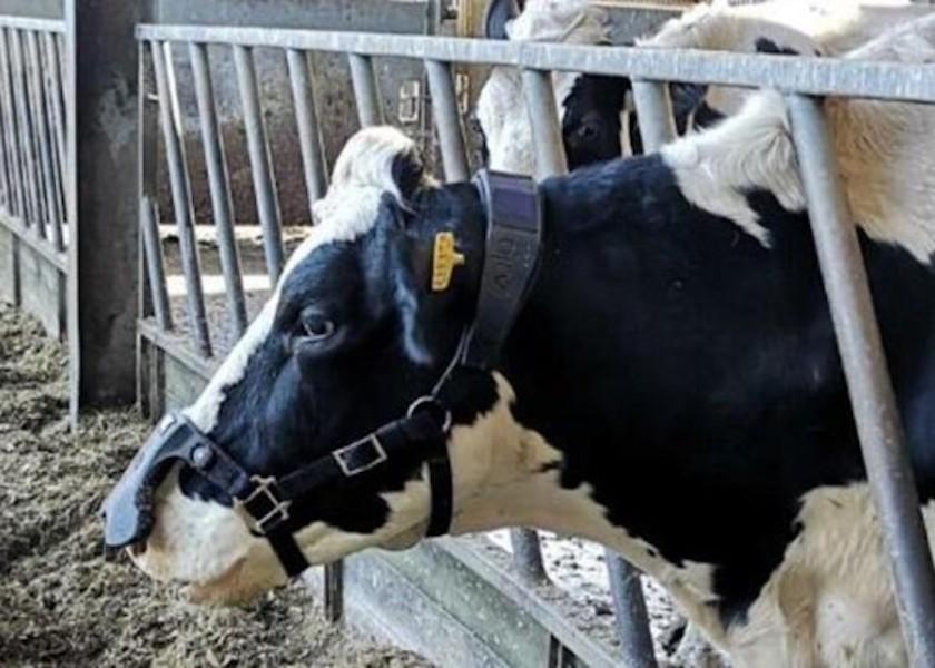 Now there is a new way to help cows transition into the dry period more comfortably with Bovikalc Dry — an oral mineral bolus designed to decrease dry matter intake and reduce milk production.