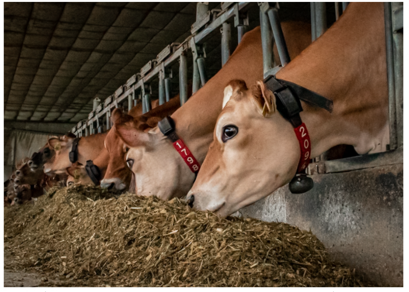 An estimated $2.4 billion is lost annually in livestock production due to the effects of heat stress, including roughly $900 million in the dairy industry.