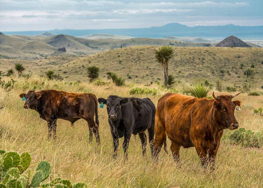 Cage: Protecting Cattle From Pest and Disease