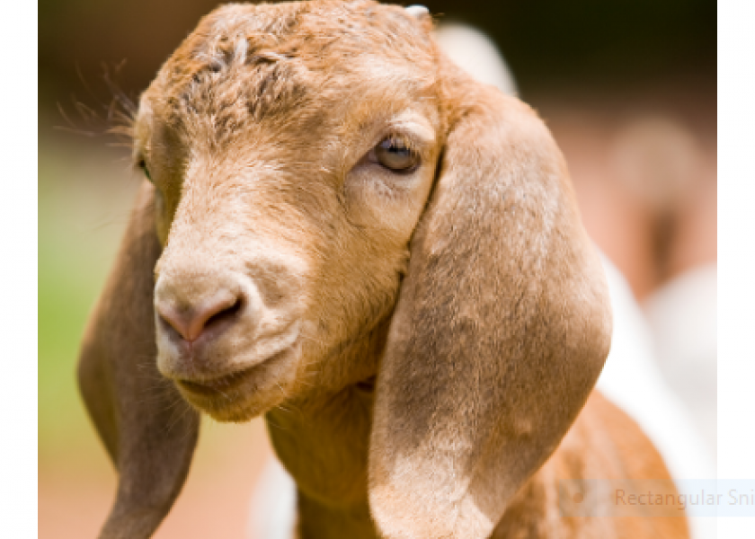 Gastrointestinal parasites cause significant economic losses and are listed in the top three fatal conditions in sheep and goats. 