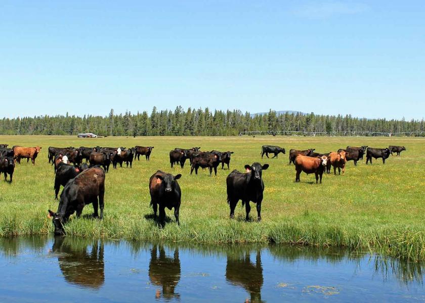Cattle on pasture.