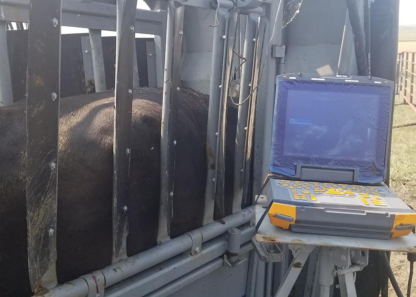An ultrasound is one way of checking cows' pregnancy early. 