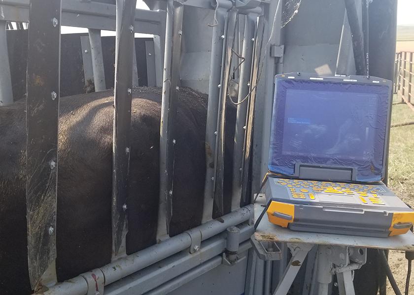 An ultrasound is one way of checking cows' pregnancy early.
