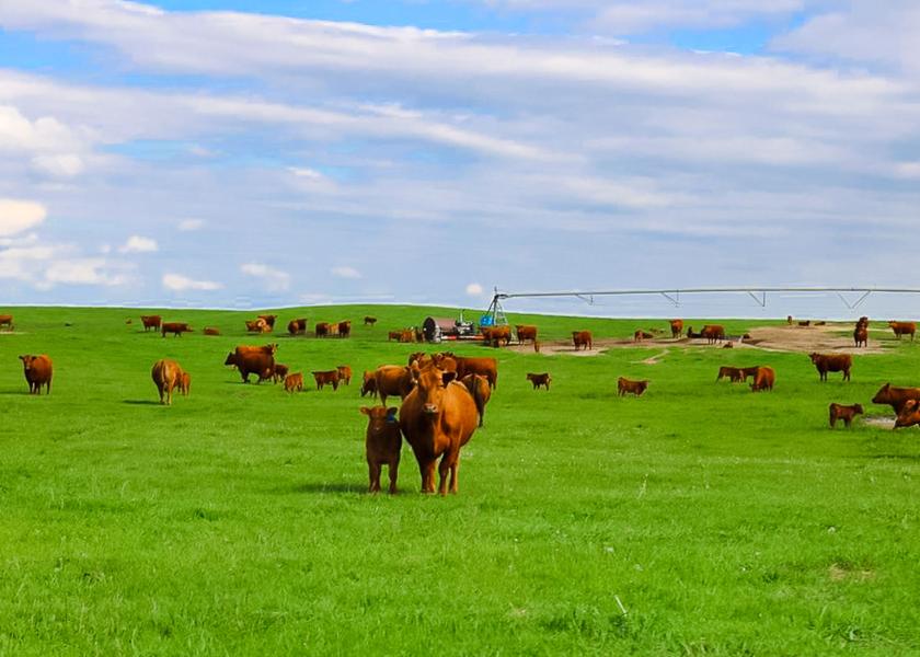 Vaccine Could Provide Cattle GHG Solution