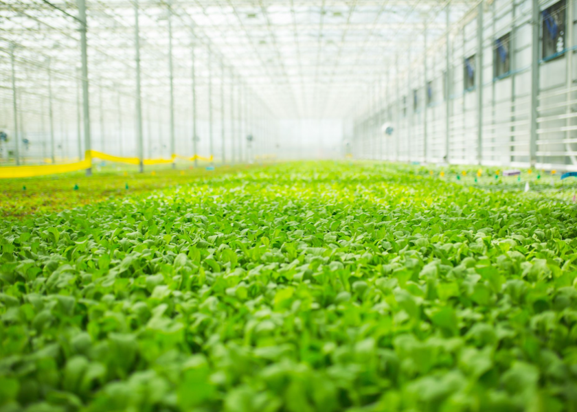 The hydroponic grower is building four high-tech farms in locations throughout the country to expand its reach and ramp up revenue by 2025. 