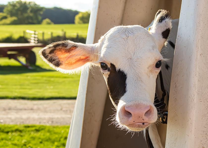 In the quest to find alternatives to antibiotics to fight disease in dairy calves, essential oils are the subject of a growing body of calf health research. Also being explored: using essential oils to diminish the development of antimicrobial-resistant bacteria as the result of feeding waste milk.