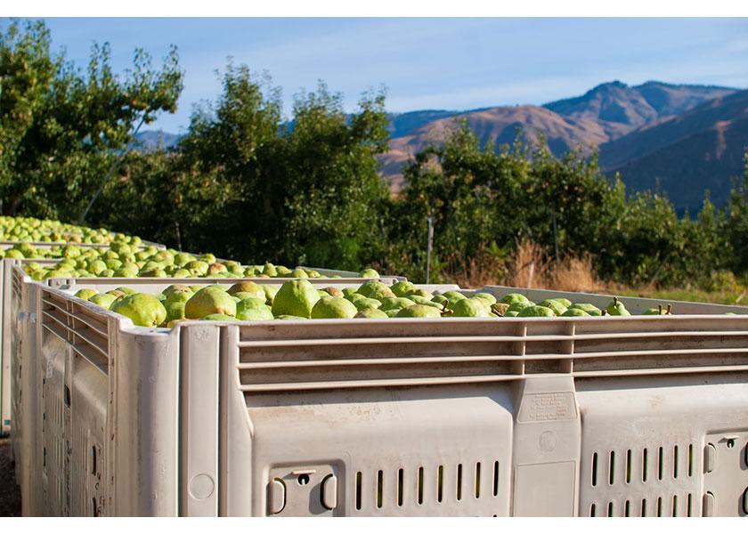 Case – Organic Bartlett Pears – 38 lbs – Farm Fresh Carolinas