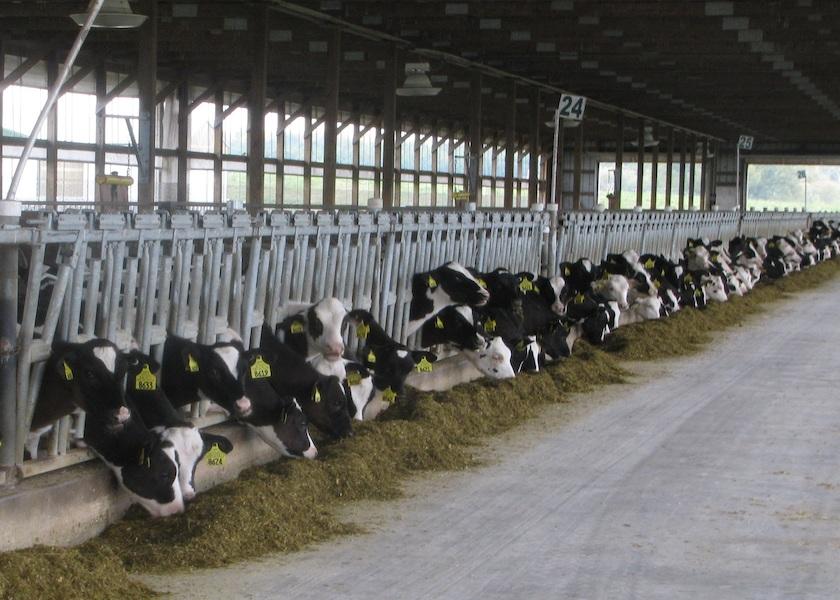 In the month of January, U.S. dairy producers culled more than 273,000 cows, the largest monthly herd purge in more than 35 years. 