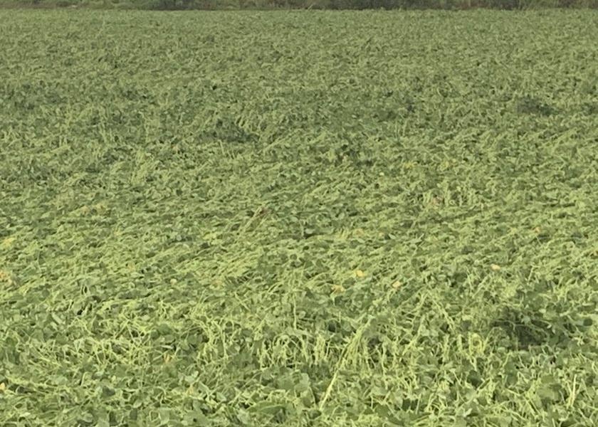 High-Powered Winds Damage Corn and Soybean Fields in Portions of Northeast Iowa, Minnesota