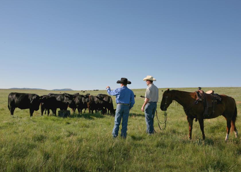 Two ranchers with cattle in the field.