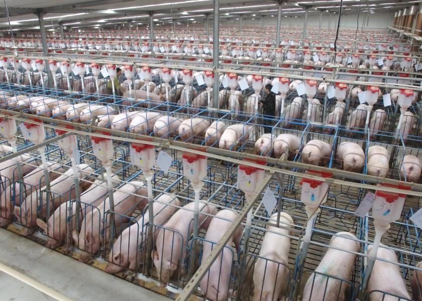 sows in barn in China