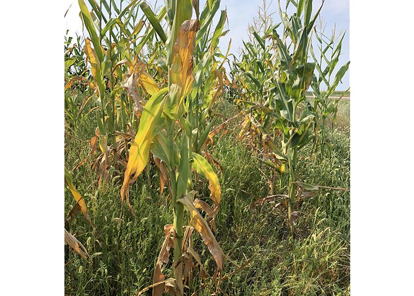 Drought-stressed corn will vary in forage quality. 