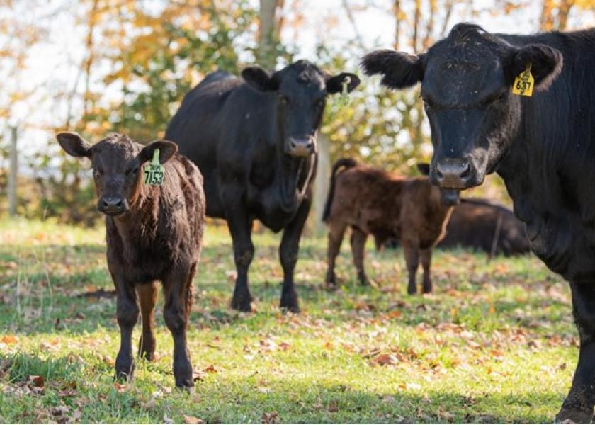 Depressed, feverish calves with an increased respiratory rate? Your calves are likely fighting a case of 'summer pneumonia.' 