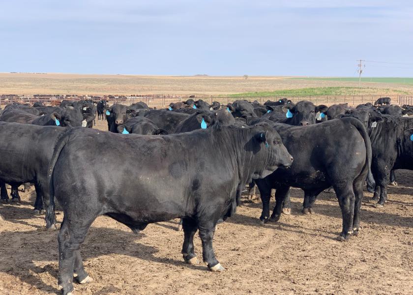 Brangus steers in feedlot