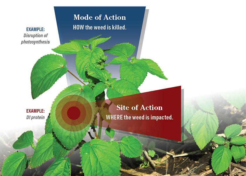 Focus on MOA and SOA to Improve Weed-Control Outcomes