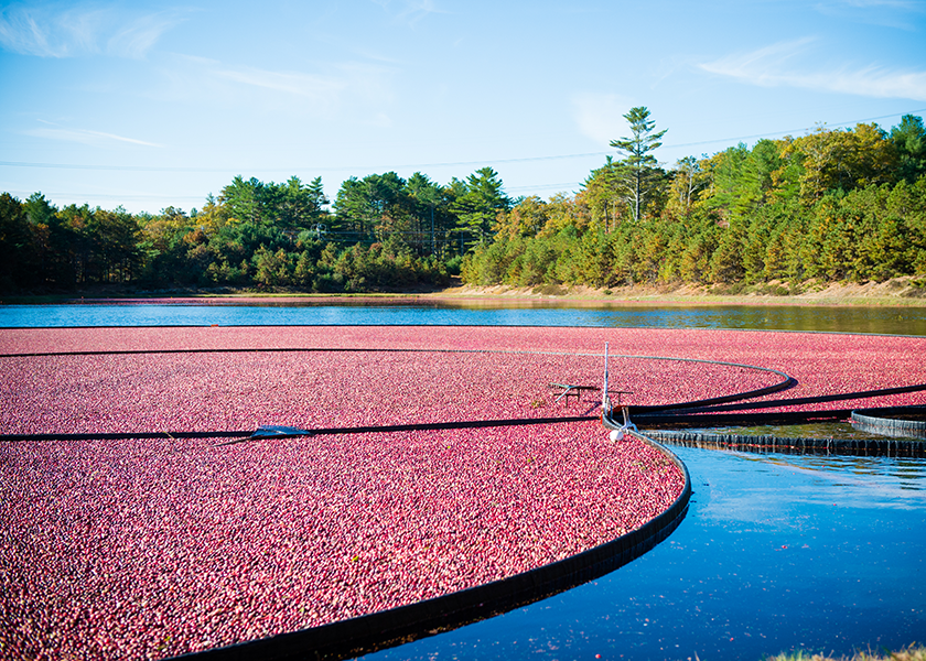 Pictured is an Ocean Spray cranberry bog.