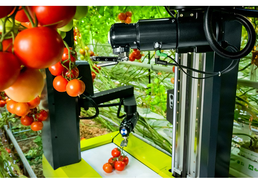 Ridder/MetoMotion robotic tomato harvester