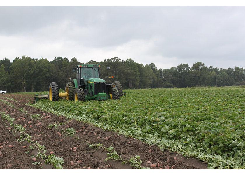 Southern Sweet Potato Harvest 