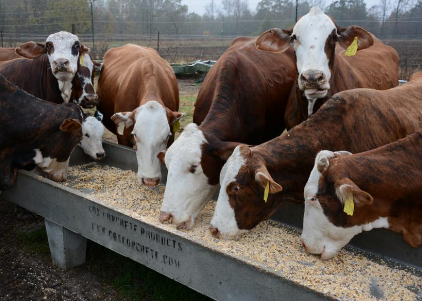 Grain feeding cattle