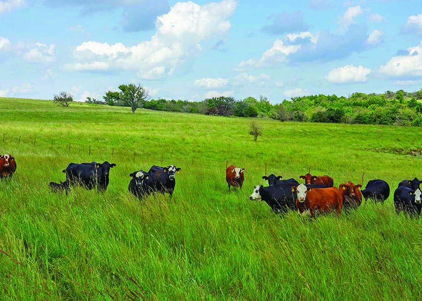 Cattle on pasture