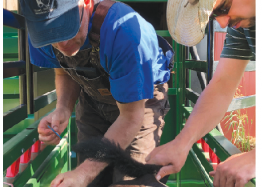 Dr. Shawn Nicholson, left, and Dusten Gratny process a small herd of Angus cattle on a July morning. They administered vaccinations, addressed fly problems and castrated bull calves in the herd.