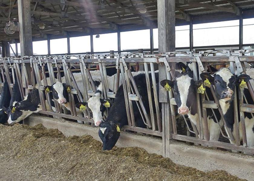 Evaluate Heifer Inventory to Help Curb Feed Costs Dairy Herd
