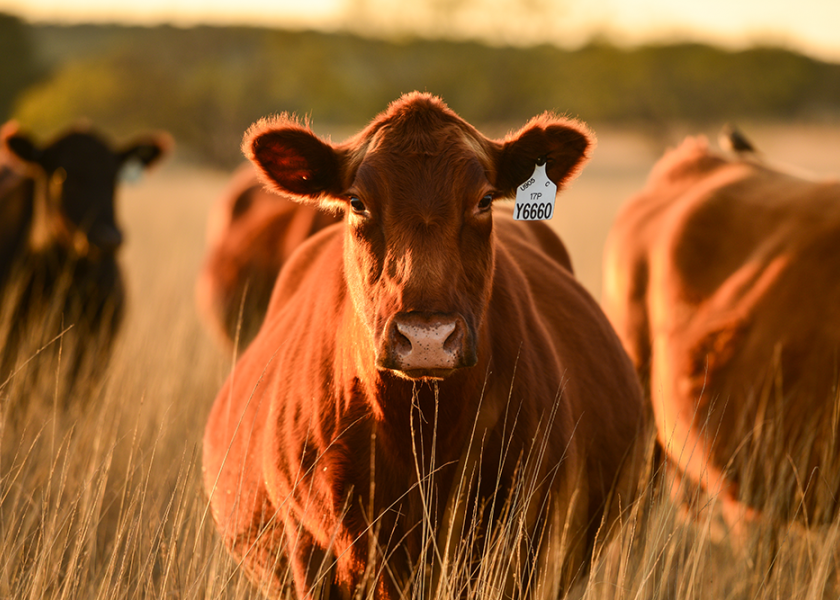 Red Angus female