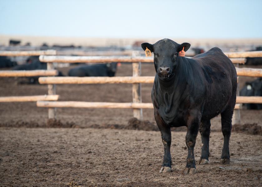 In the waning days ahead of Labor Day spot market beef prices are posting positive numbers, boosting a bit of optimism into the total beef complex.